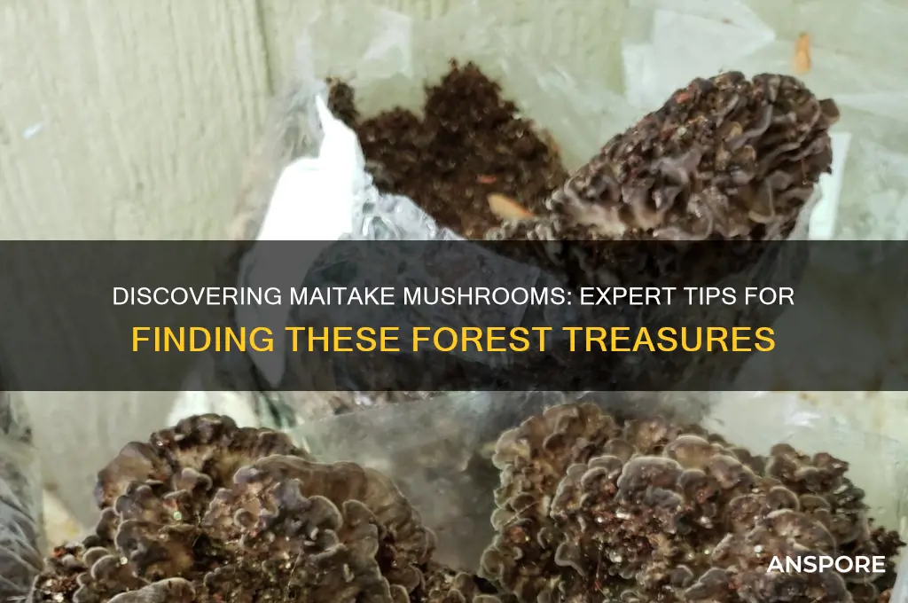 how to find maitake mushrooms
