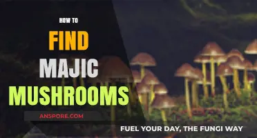 Discovering Magic Mushrooms: A Beginner's Guide to Safe Foraging