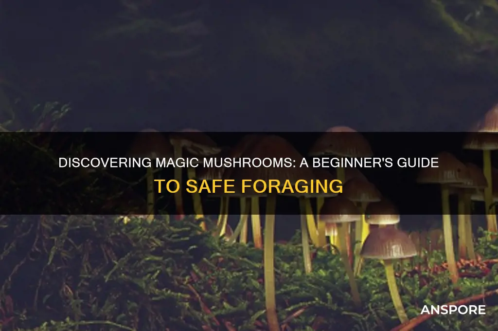 how to find majic mushrooms