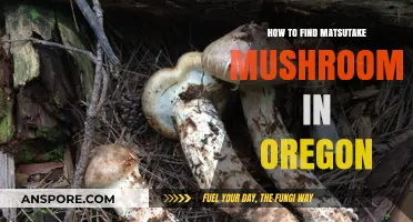 Discovering Oregon's Elusive Matsutake Mushrooms: A Forager's Guide