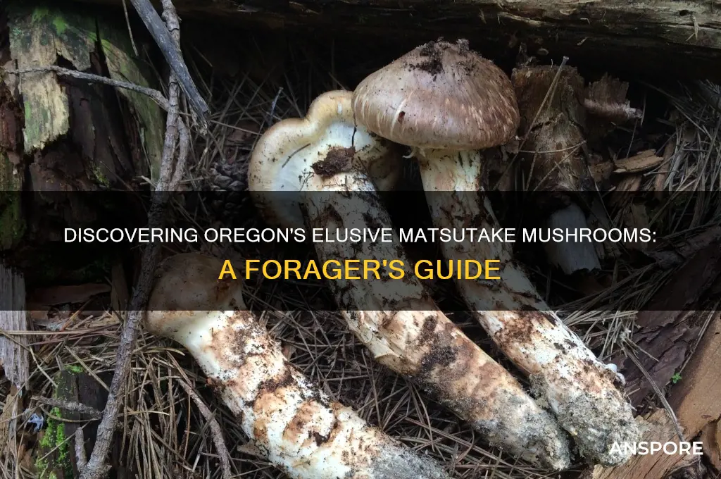 how to find matsutake mushrooms in oregon