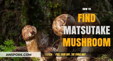 Discovering Matsutake Mushrooms: Expert Tips for Finding This Elusive Delicacy