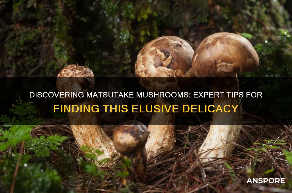 how to find matsutake mushrooms