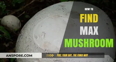 Discovering the Largest Mushroom: Tips and Techniques for Foragers
