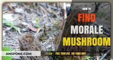 Discovering Morale Mushrooms: A Guide to Finding and Foraging