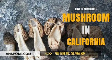 Discovering California's Morel Mushrooms: Expert Tips for Successful Foraging