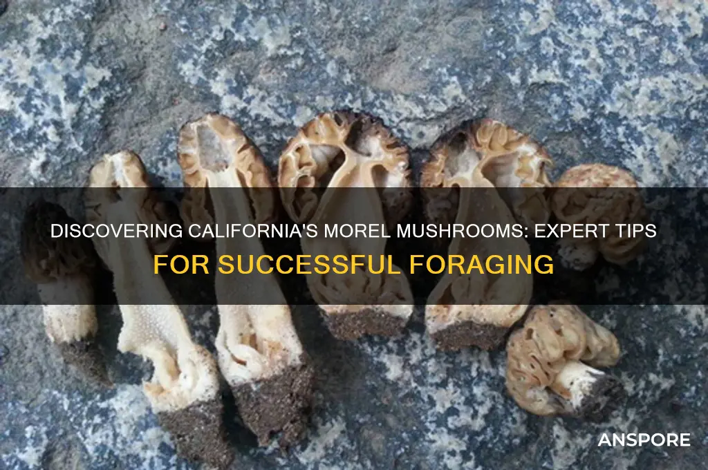 how to find morel mushrooms in california