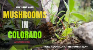 Discovering Colorado's Morel Mushrooms: Expert Tips for a Successful Hunt