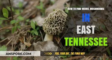 Discovering Morel Mushrooms: East Tennessee's Hidden Forest Treasures Guide