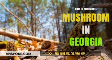 Discovering Georgia's Morel Mushrooms: Expert Tips for Successful Foraging