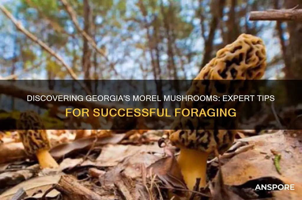 how to find morel mushrooms in georgia
