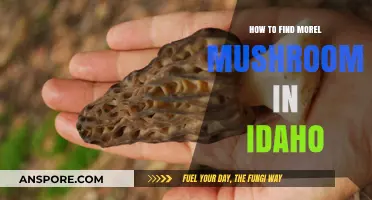 Discovering Idaho's Hidden Treasure: A Guide to Finding Morel Mushrooms
