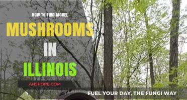Discovering Morel Mushrooms in Illinois: Expert Tips for Successful Foraging