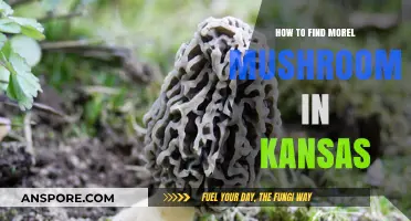 Discovering Kansas Morel Mushrooms: Expert Tips for Successful Foraging Adventures