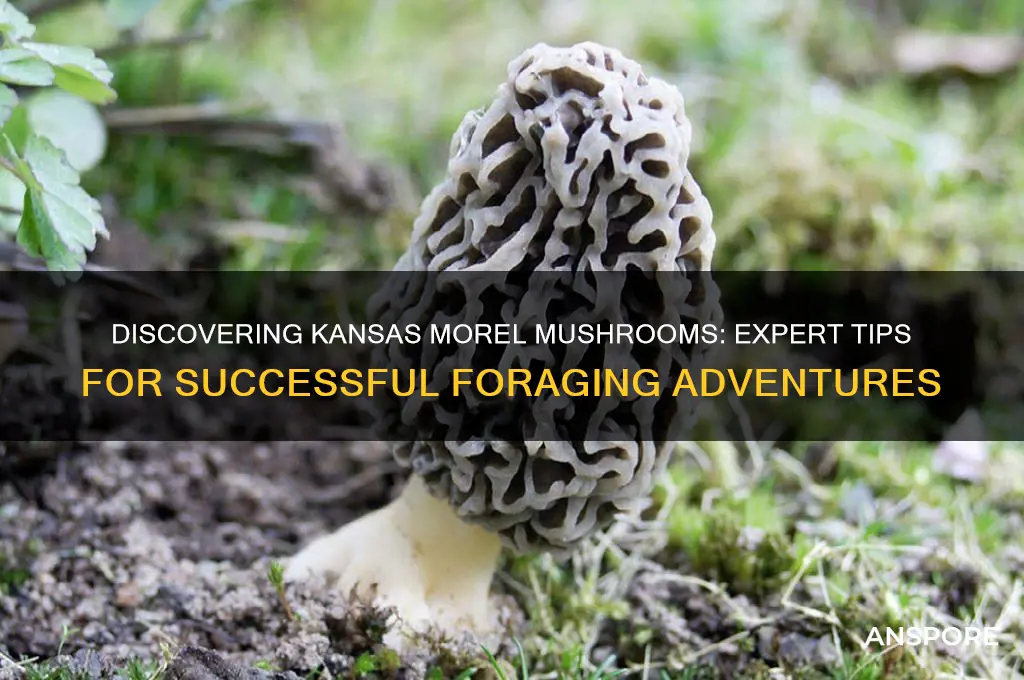 how to find morel mushrooms in kansas