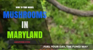 Discovering Morel Mushrooms in Maryland: Expert Tips and Hunting Spots