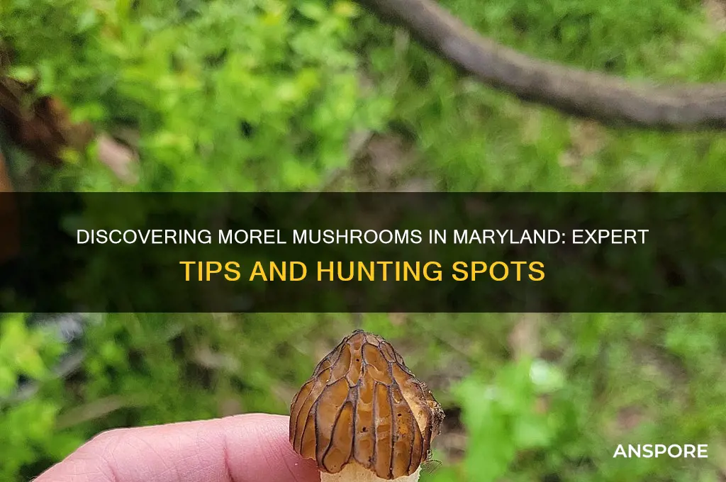 how to find morel mushrooms in maryland