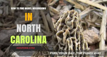Discovering North Carolina's Morel Mushrooms: Expert Tips for Successful Foraging