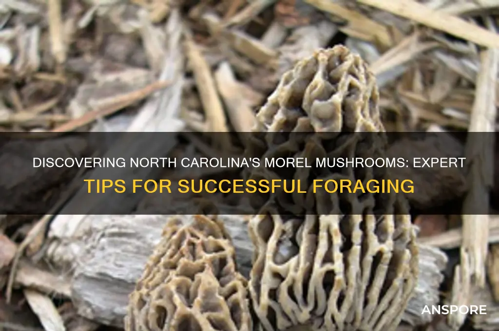 how to find morel mushrooms in north carolina