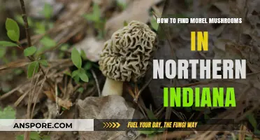 Discovering Morel Mushrooms: A Guide to Northern Indiana's Hidden Treasures