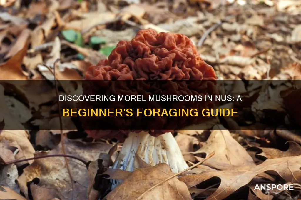 how to find morel mushrooms in nus