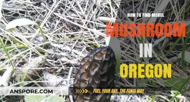 Oregon Morel Mushroom Hunting: Tips for Finding These Elusive Delicacies