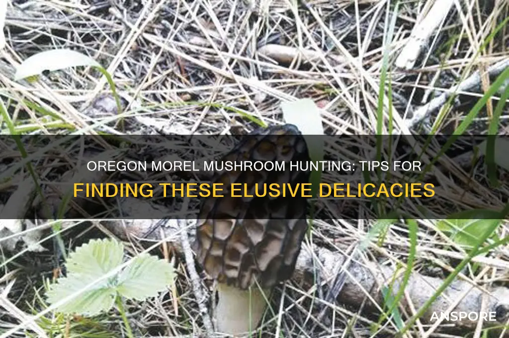how to find morel mushrooms in oregon