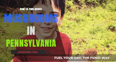 Discovering Pennsylvania's Morel Mushrooms: Expert Tips for a Successful Hunt