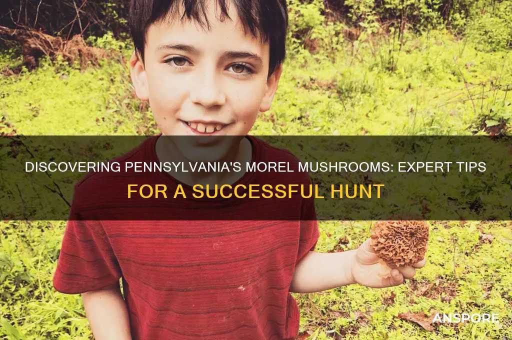 how to find morel mushrooms in pennsylvania