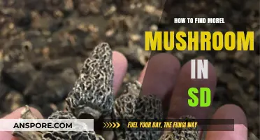 Discovering South Dakota's Hidden Treasure: Morel Mushrooms Hunting Guide