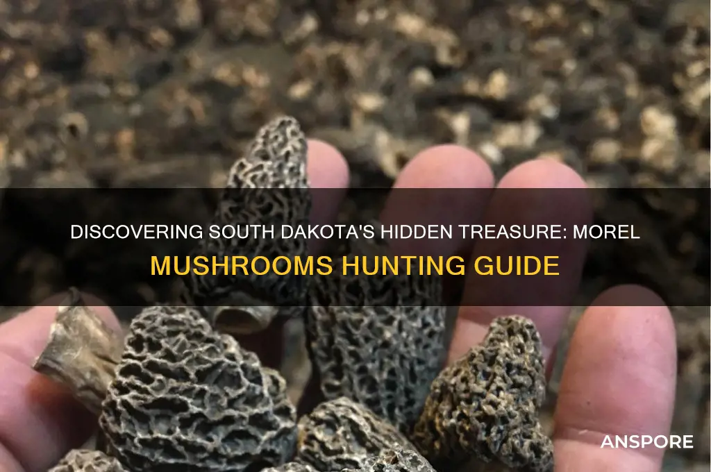 how to find morel mushrooms in sd
