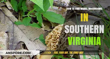 Discovering Morel Mushrooms: Southern Virginia's Hidden Forest Treasures