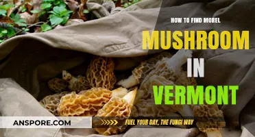 Vermont Morel Hunting: Tips for Finding These Elusive Spring Mushrooms