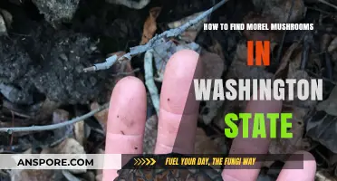 Discovering Morel Mushrooms in Washington: Expert Tips for Successful Foraging