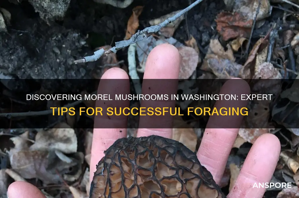 how to find morel mushrooms in washington state