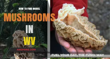 Discovering West Virginia's Morel Mushrooms: Expert Tips and Hunting Spots