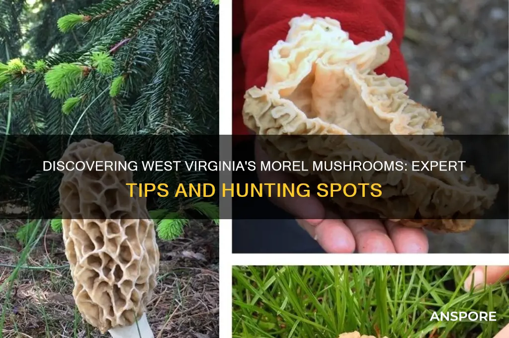 how to find morel mushrooms in wv