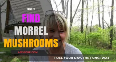 Discovering Morel Mushrooms: Expert Tips for Successful Foraging Adventures