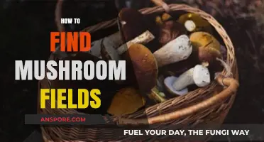Discovering Hidden Mushroom Fields: A Beginner's Guide to Foraging Success