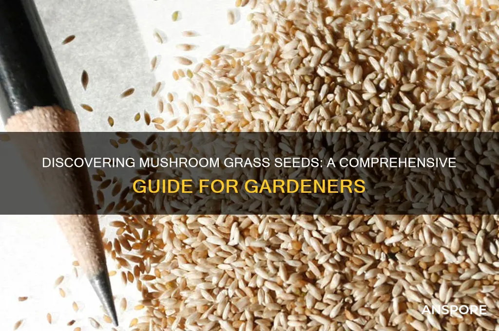 how to find mushroom grass seeds