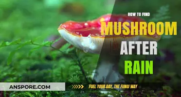 Post-Rain Mushroom Hunting: Tips for Finding Fungi After Showers