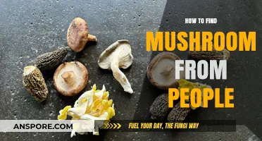 Discovering Mushroom Enthusiasts: Tips to Connect with Fellow Foragers