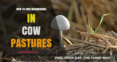 Foraging Tips: Spotting Edible Mushrooms in Cow Pastures Safely