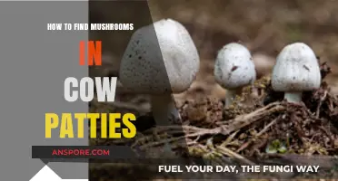 Discovering Mushrooms in Cow Patties: A Beginner's Guide to Foraging