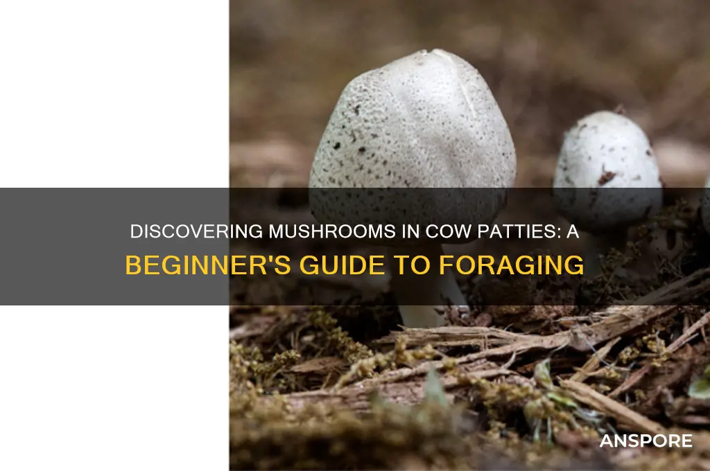 how to find mushrooms in cow patties
