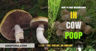 Finding Mushrooms in Cow Manure: A Beginner's Guide to Foraging