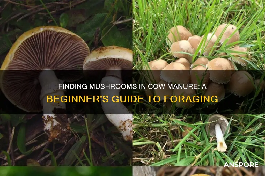 how to find mushrooms in cow poop