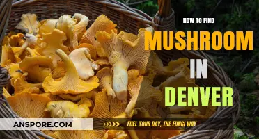 Denver's Hidden Gems: A Beginner's Guide to Finding Mushrooms