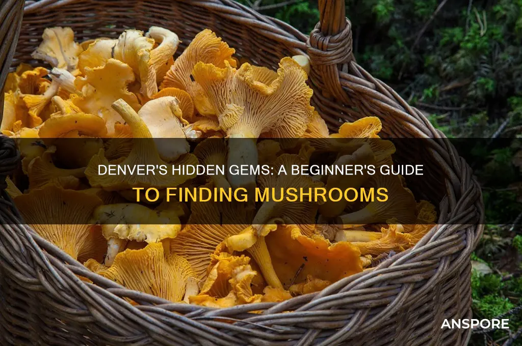 how to find mushrooms in denver