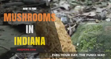 Indiana's Hidden Treasures: A Guide to Finding Wild Mushrooms